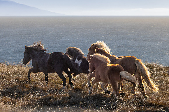 Iceland 2024-2393