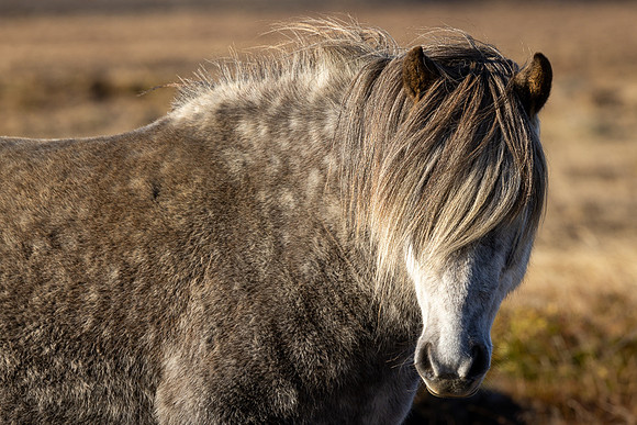 Iceland 2024-1805