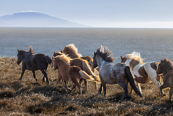 Iceland 2024-2386